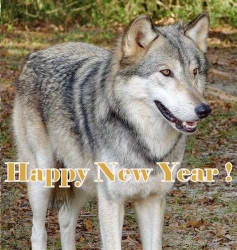 200% Wolf 2025
